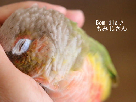 ウロコインコの『もみじ』さんのブログ：Bom dia♪もみじさん