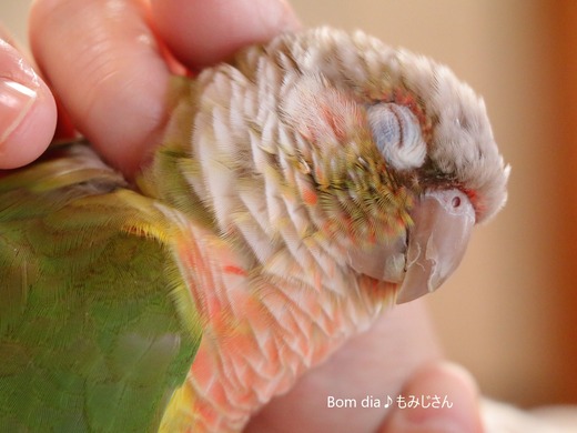 ウロコインコの『もみじ』さんのブログ:Bom dia♪もみじさん