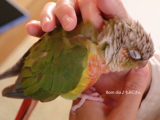 ウロコインコの飼育日記:Bom dia♪ もみじさん