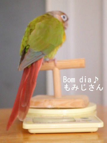 ウロコインコの『もみじ』さんの体重測定