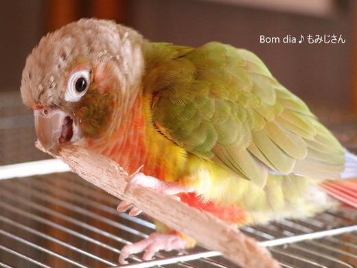 ウロコインコの飼育日記:Bom dia♪ もみじさん