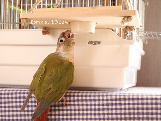 ウロコインコ大好きブログ:Bom dia♪もみじさん