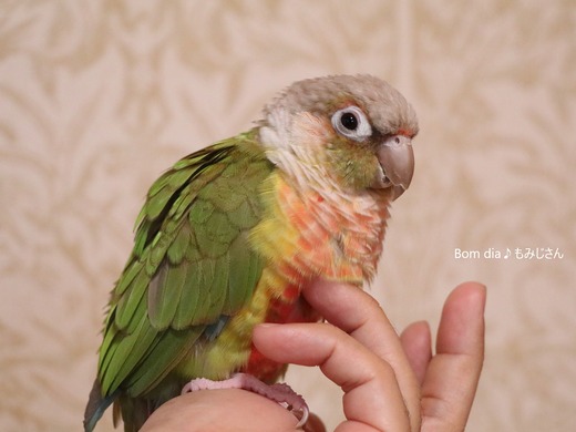 ウロコインコの飼育日記：Bom dia♪ もみじさん