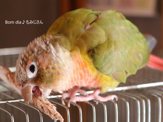 ウロコインコ大好きブログ：Bom dia♪もみじさん