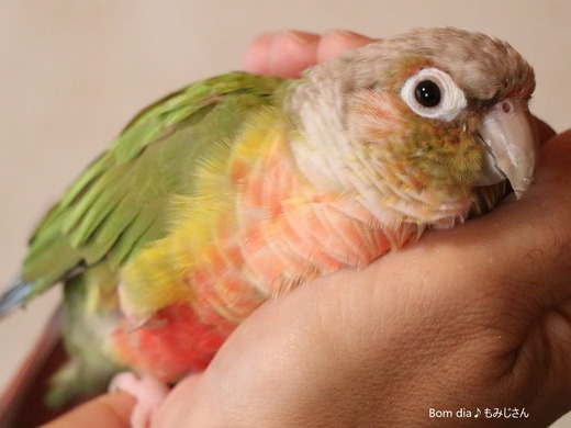 ウロコインコの飼育日記：Bom dia♪ もみじさん