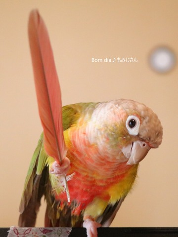 ウロコインコの写真満載のブログ:Bom dia♪もみじさん