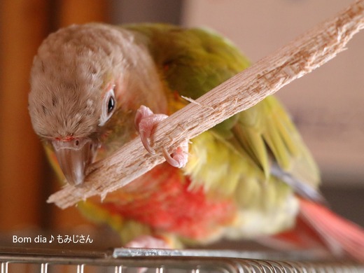 ウロコインコ・パイナップルのブログ:Bom dia♪もみじさん
