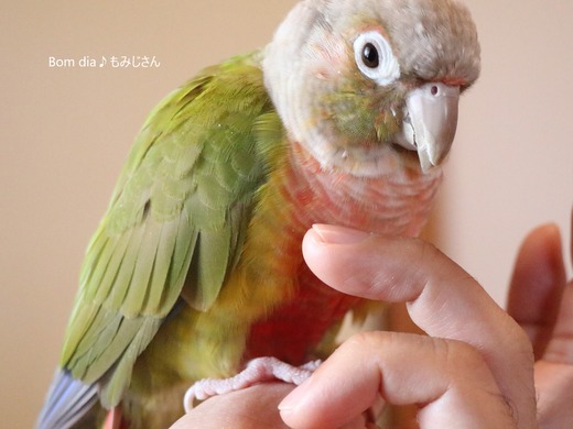 ウロコインコの飼育日記：Bom dia♪ もみじさん