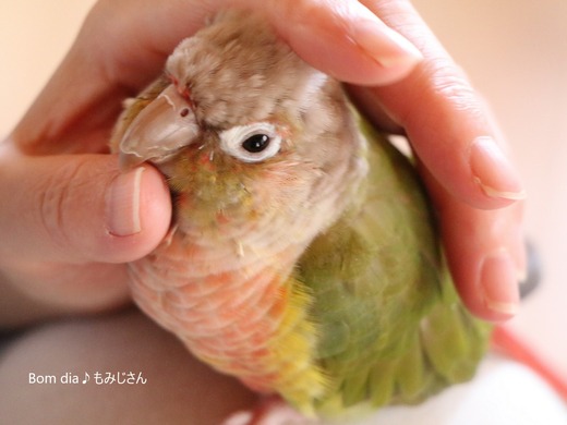 ウロコインコの飼育日記：Bom dia♪ もみじさん