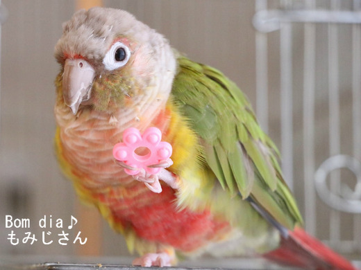 ウロコインコの飼育ブログ：Bom dia♪ もみじさん