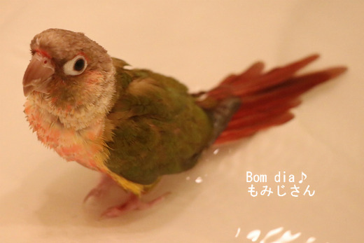 ウロコインコの『もみじ』さんのブログ：Bom dia もみじさん