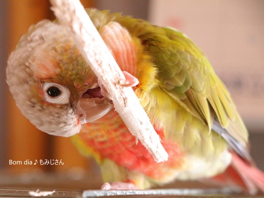 ウロコインコの遊び:ガジガジ棒