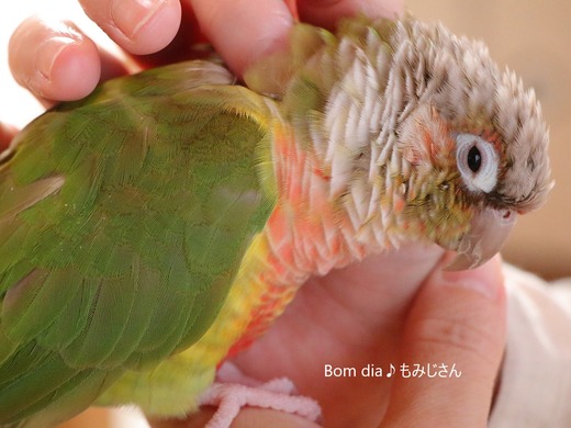 ウロコインコ大好きブログ:Bom dia♪もみじさん