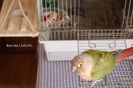 ウロコインコの飼育ブログ:Bom dia♪ もみじさん