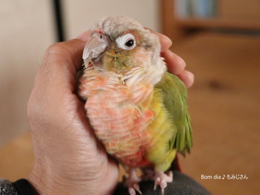 ウロコインコの飼育日記：Bom dia♪ もみじさん