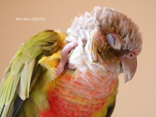 インコの居る生活：Bom dia♪ もみじさん