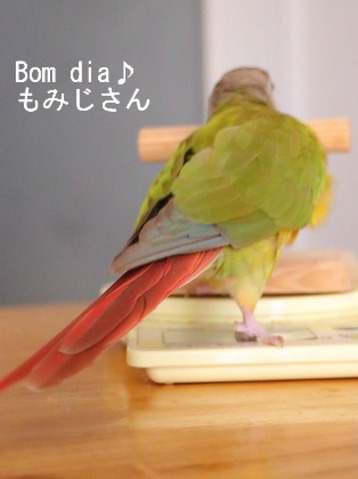 ウロコインコの『もみじ』さんが覚えた芸：トントンしてください