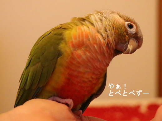 ウロコインコの『もみじ』さんのブログ：Bom dia♪もみじさん