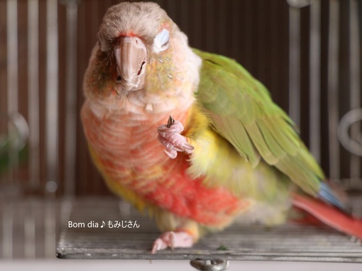 ウロコインコの好物:ヒマワリの種