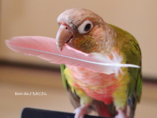 ウロコインコ・パイナップルのブログ:Bom dia♪もみじさん