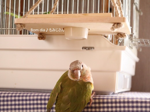 ホオミドリアカオウロコのブログ:Bom dia♪ もみじさん