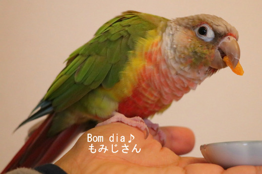 ウロコインコの『もみじ』さんのブログ:Bom dia もみじさん