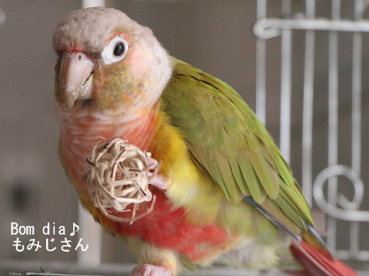 ウロコインコの飼育ブログ：Bom dia♪ もみじさん