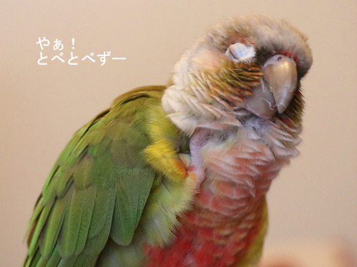 ウロコインコの飼育日記：Bom dia♪もみじさん