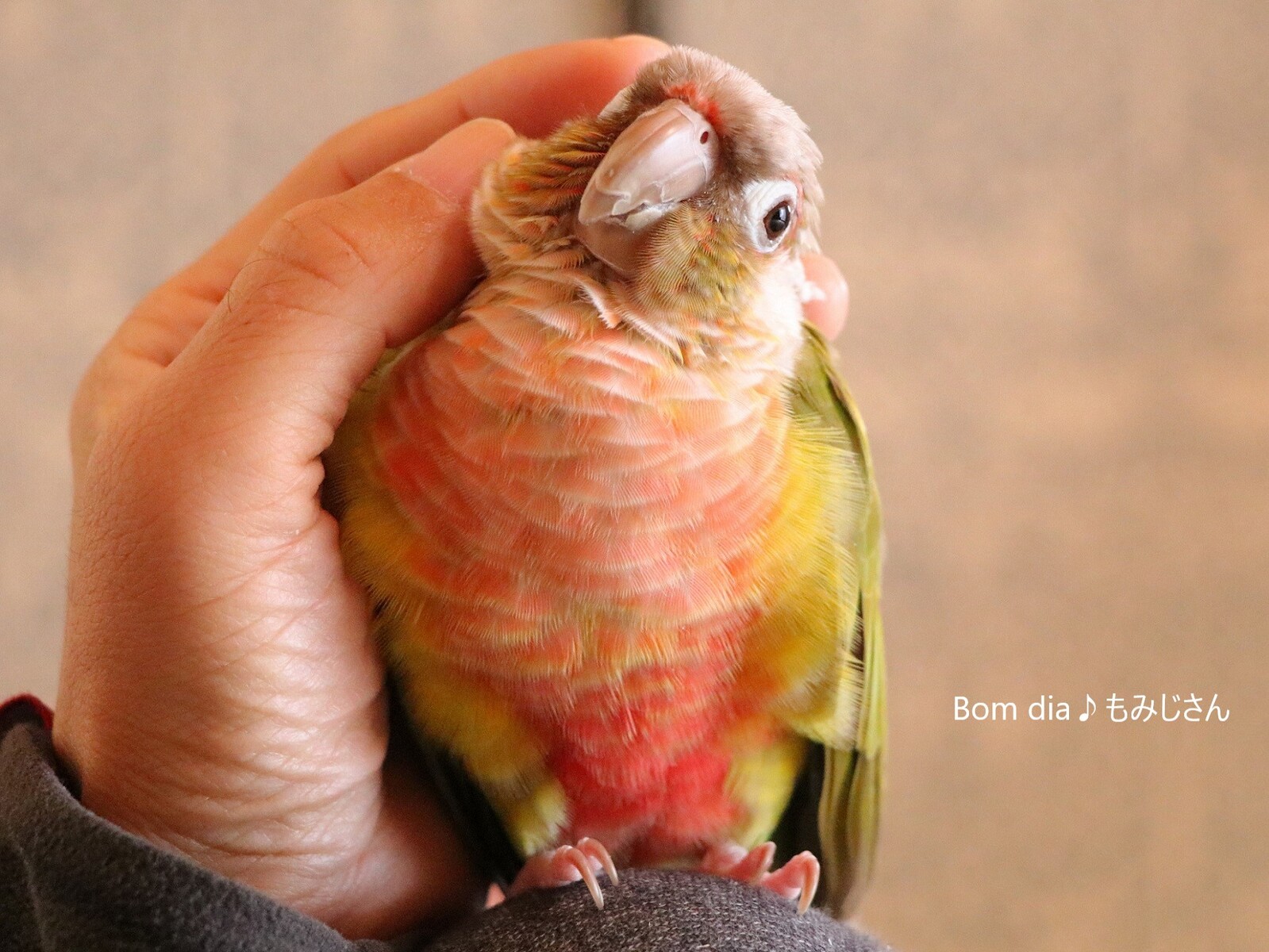 もみじさんとまったりお正月 Bom Dia もみじ さん ウロコインコのもみじさんのブログ