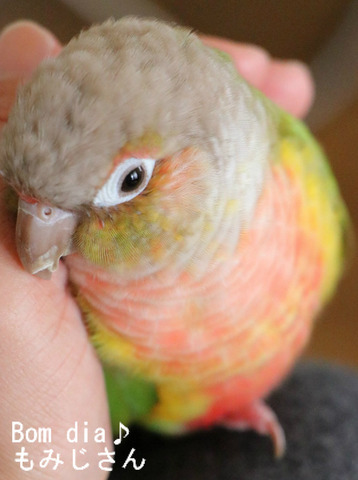 ウロコインコ（パイナップル）の飼育日記：Bom dia♪もみじさん