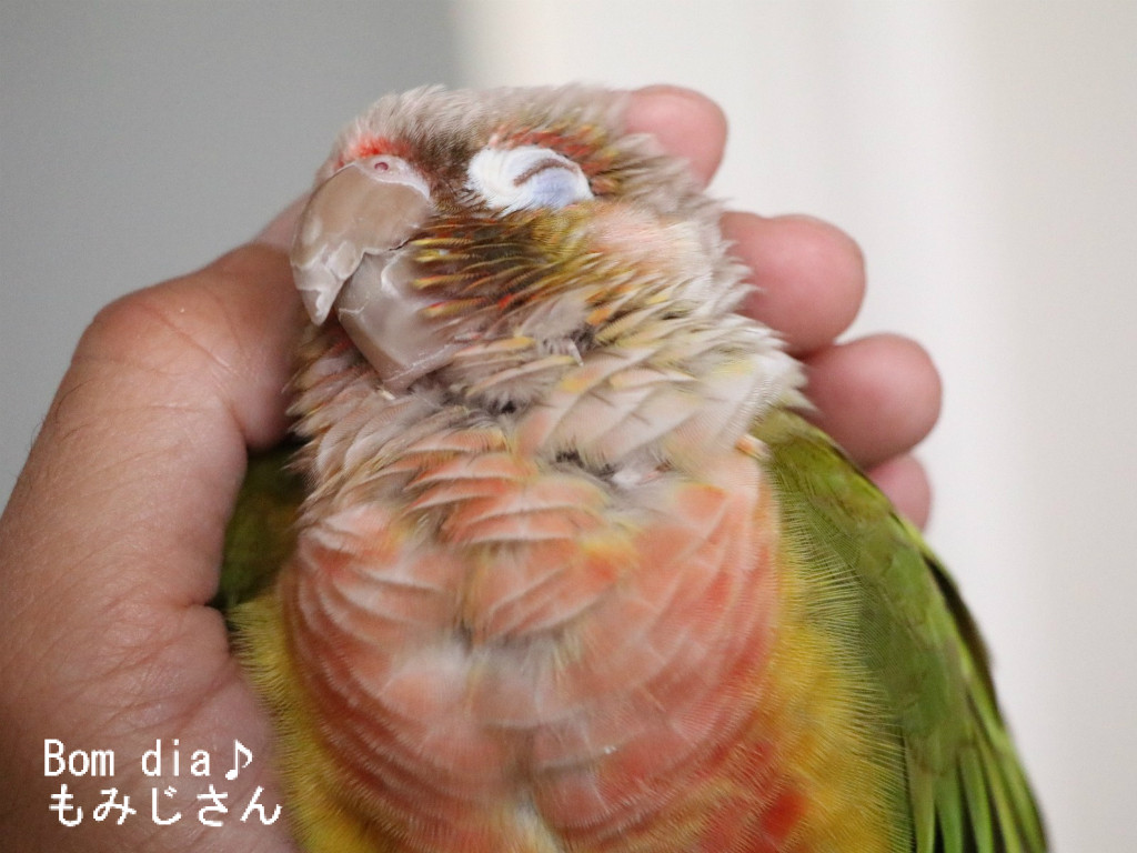 おねだりインコ ココをカキカキしてくださ い Bom Dia もみじ さん ウロコインコのもみじさんのブログ おねだりインコ ココをカキカキしてくださ い Bom Dia もみじ さん ウロコインコのもみじさんのブログ