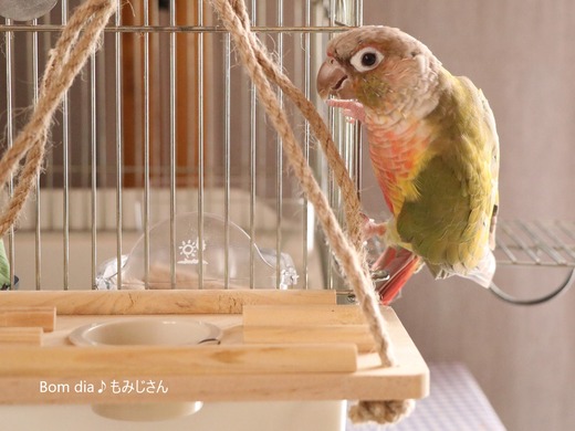 人懐っこくて賢い中型インコのウロコインコのブログ