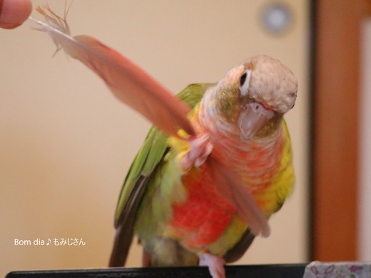 ウロコインコの居る生活：Bom dia♪もみじさん