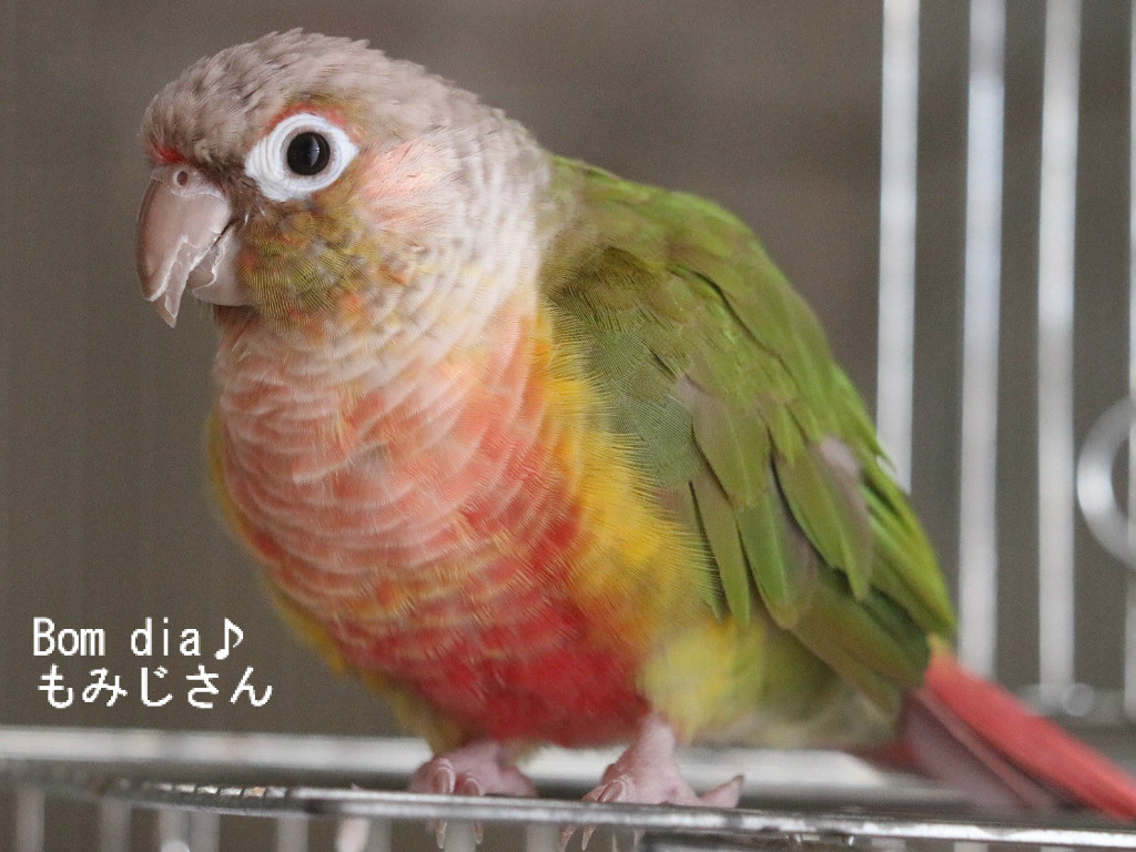 物理的な よく話される 忠誠 ウロコ インコ おもちゃ Zonwering Tiel Com 物理的な よく話される 忠誠 ウロコ インコ おもちゃ Zonwering Tiel Com