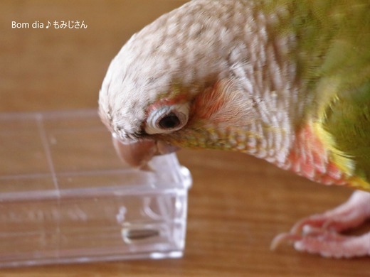 ウロコインコの飼育ブログ：Bom dia♪ もみじさん