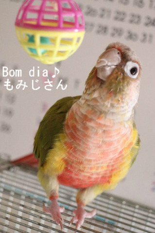 ウロコインコの飼育日記：Bom dia♪ もみじさん