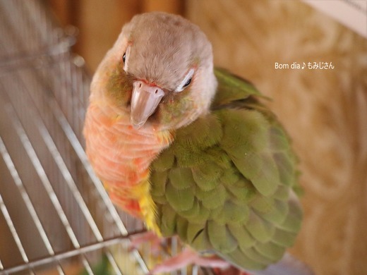ウロコインコの飼育日記:Bom dia♪ もみじさん