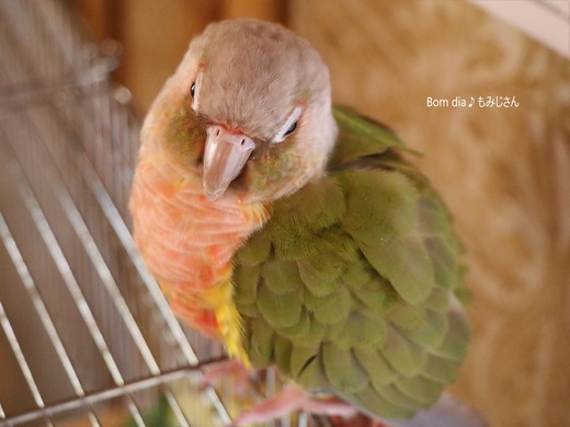 ウロコインコの飼育日記：Bom dia♪ もみじさん