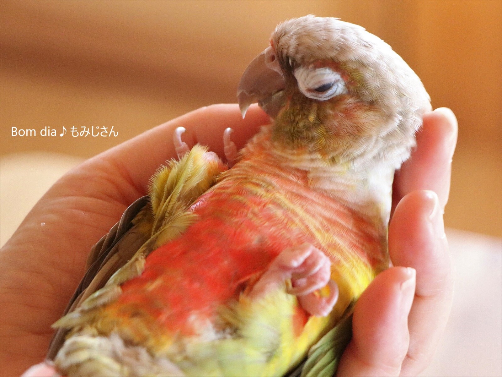 ニギコロからの コチョコチョコチョ Bom Dia もみじ さん ウロコインコのもみじさんのブログ ニギコロからの コチョコチョコチョ Bom Dia もみじ さん ウロコインコのもみじさんのブログ