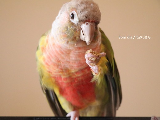 ウロコインコの飼育ブログ：Bom dia♪ もみじさん