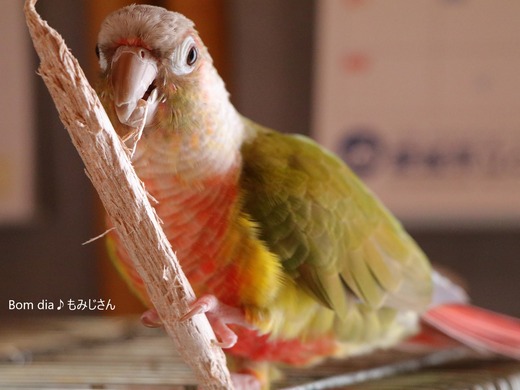 ウロコインコのオモチャ:かじり棒