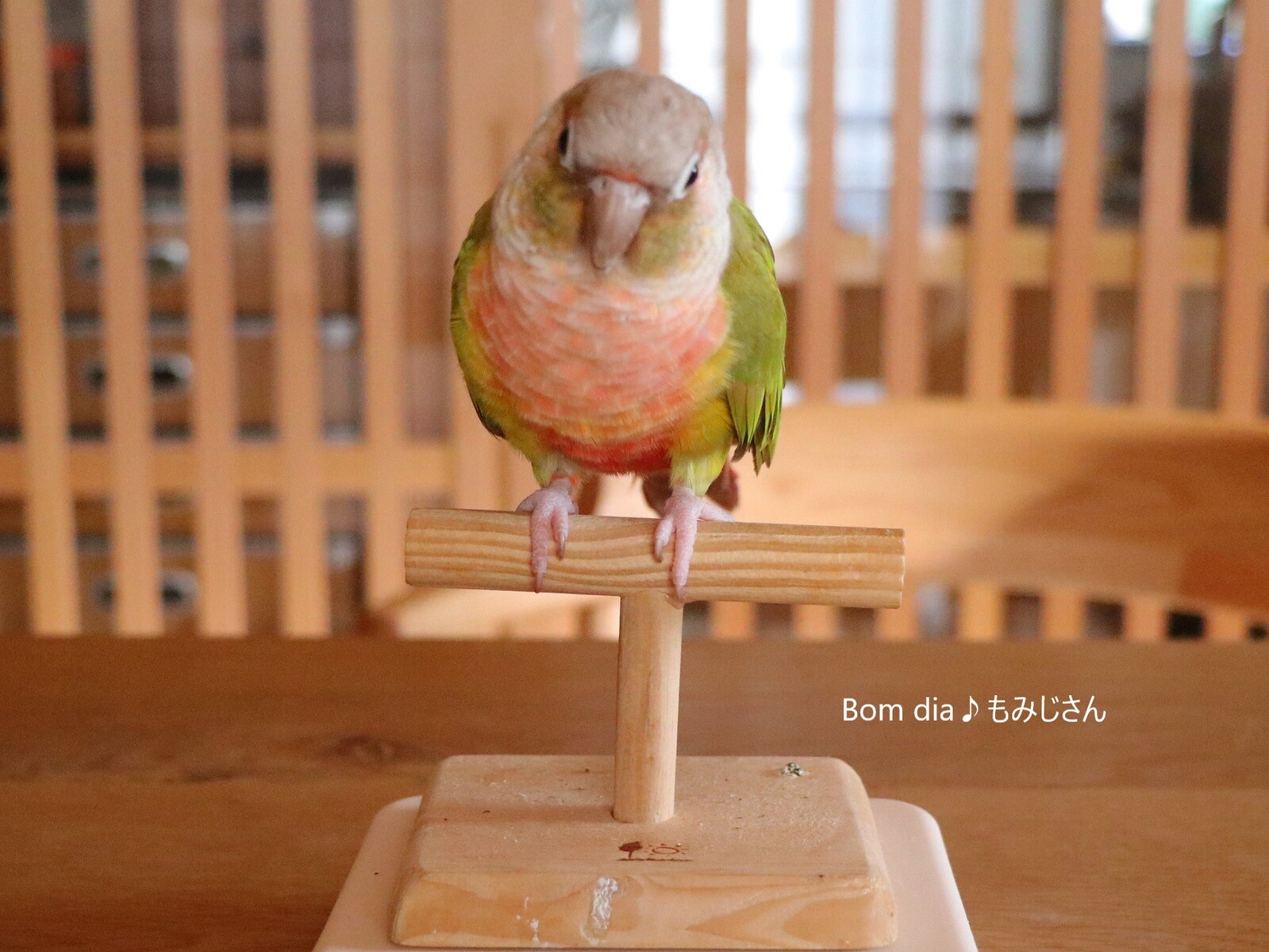 もみじさんの体重測定 Bom Dia もみじ さん ウロコインコのもみじさんのブログ
