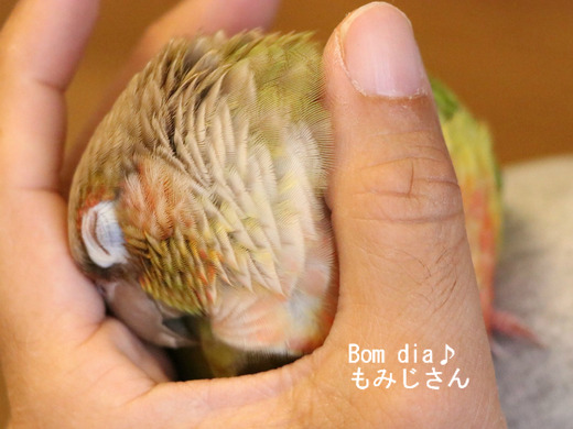 犬のように人懐っこいコンパニオンバードのウロコインコ