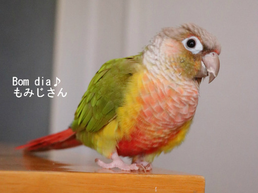 ウロコインコ（パイナップル）の『もみじ』さんのブログ