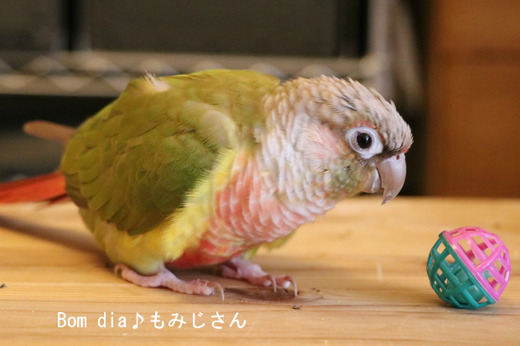 ウロコインコの飼育日記：Bom dia♪もみじさん