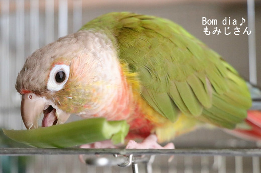 ウロコインコ(パイナップル)の飼育日記:Bom dia♪もみじさん