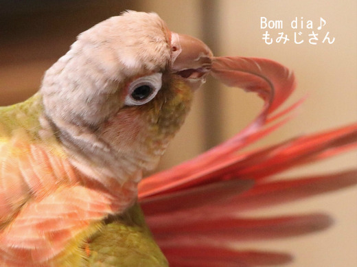 ウロコインコの飼育ブログ：Bom dia♪ もみじさん