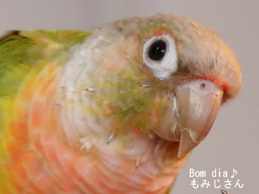 かゆいんです もみじさん換羽中 Bom Dia もみじ さん ウロコインコのもみじさんのブログ