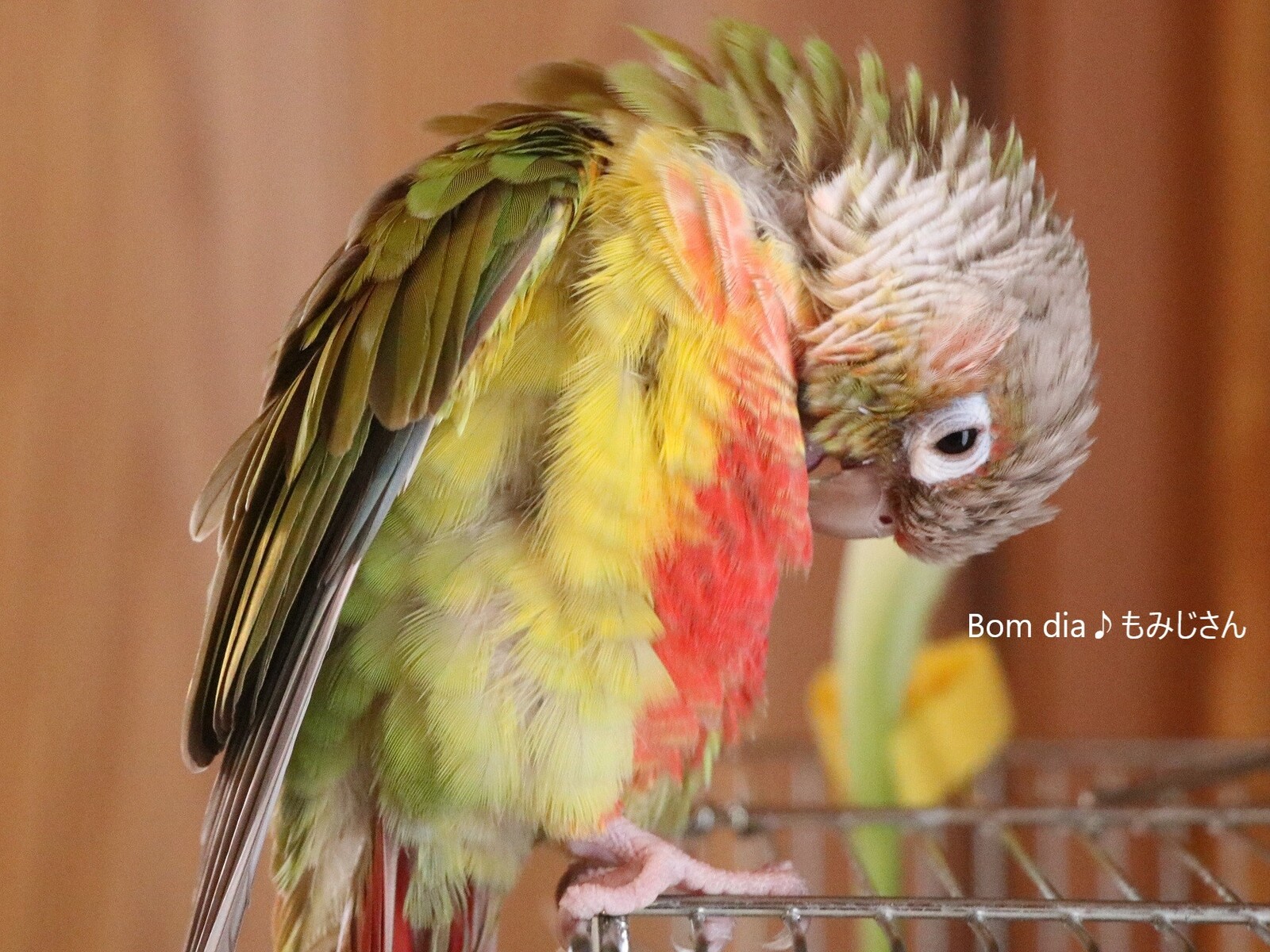 もみじさんの毛繕い Bom Dia もみじ さん ウロコインコのもみじさんのブログ