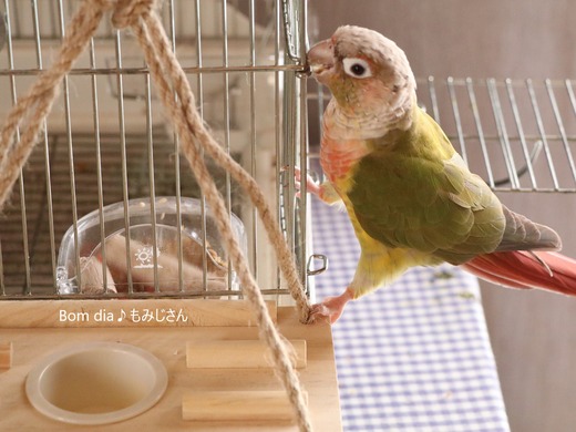 ウロコインコの写真満載のブログ:Bom dia♪もみじさん